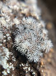 Attēlu rezultāti vaicājumam “Ceratiomyxa fruticulosa”