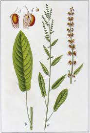 Attēlu rezultāti vaicājumam “Rumex hydrolapathum fruit”