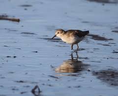 Image result for Calidris pusilla
