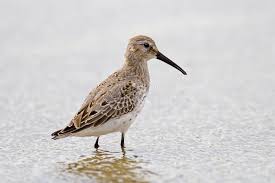 Image result for Calidris himantopus