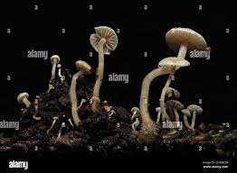 Attēlu rezultāti vaicājumam “Collybia cirrhata”