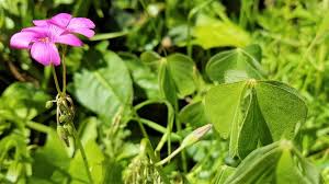 Attēlu rezultāti vaicājumam “Oxalis acetosella fruit”