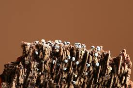 Attēlu rezultāti vaicājumam “Physarum braunianum”