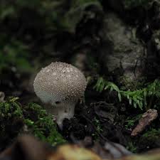 Attēlu rezultāti vaicājumam “Tubifera ferruginosa (subsp. ferruginosa) spores”