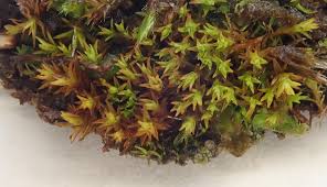Attēlu rezultāti vaicājumam “Bryoerythrophyllum recurvirostrum sporophyte”
