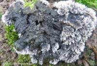 Attēlu rezultāti vaicājumam “Thelephora penicillata”