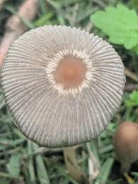 Attēlu rezultāti vaicājumam “Neocudoniella albiceps”