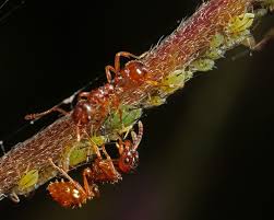 Attēlu rezultāti vaicājumam “Aphodius subterraneus imago”