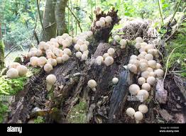 Attēlu rezultāti vaicājumam “Lycoperdon pyriforme young”