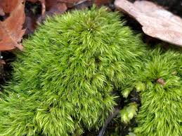 Attēlu rezultāti vaicājumam “Dicranella staphylina macro”