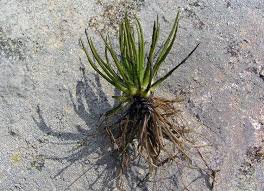 Attēlu rezultāti vaicājumam “Isoetes lacustris leaf”