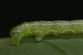 Attēlu rezultāti vaicājumam “Alsophila aescularia”