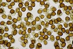 Attēlu rezultāti vaicājumam “Urocystis anemones spores”