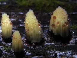 Attēlu rezultāti vaicājumam “Stemonitis axifera”