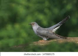 Attēlu rezultāti vaicājumam “Cuculus canorus”