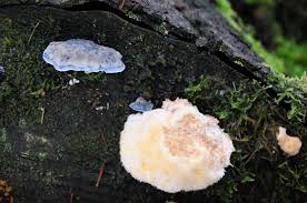 Attēlu rezultāti vaicājumam “Postia ptychogaster”