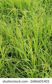 Attēlu rezultāti vaicājumam “Luzula luzuloides fruit”