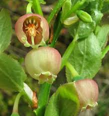 Attēlu rezultāti vaicājumam “Vaccinium myrtillus flower”