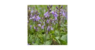 Image result for Veronica officinalis