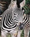 Zebra Pictures - Amusing and Animated Striped Horse Photos