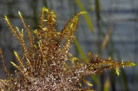 Attēlu rezultāti vaicājumam “Drepanocladus polygamus”