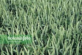 Attēlu rezultāti vaicājumam “Triticum aestivum”