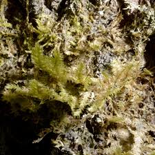 Attēlu rezultāti vaicājumam “Neckera pennata”