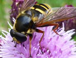 Attēlu rezultāti vaicājumam “Sericomyia silentis”