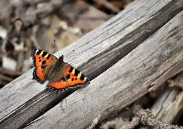 Attēlu rezultāti vaicājumam “Polypogon tentacularius”