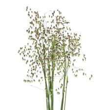 Attēlu rezultāti vaicājumam “Briza media flower”