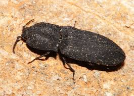 Attēlu rezultāti vaicājumam “Elateridae”