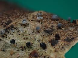 Attēlu rezultāti vaicājumam “Physarum bryocorticola spores”