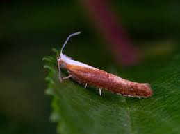 Attēlu rezultāti vaicājumam “Argyresthia spinosella”