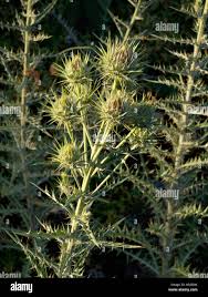 Image result for Ptilostemon afer