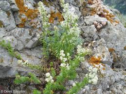 Attēlu rezultāti vaicājumam “Galium album flower”