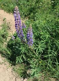 Image result for Lupinus polyphyllus Lindl.