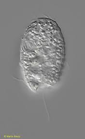 Attēlu rezultāti vaicājumam “Gloeocapsa rupestris”