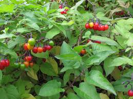 Attēlu rezultāti vaicājumam “Solanum dulcamara”