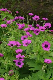 Attēlu rezultāti vaicājumam “Geraniaceae”