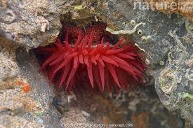 ผลการค้นหารูปภาพสำหรับ strawberry anemone