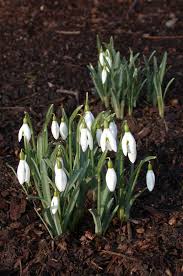 Attēlu rezultāti vaicājumam “Galanthus nivalis bud”