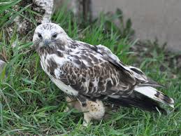 Attēlu rezultāti vaicājumam “Buteo lagopus adult”