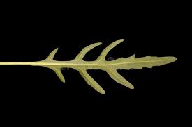 Attēlu rezultāti vaicājumam “Diplotaxis tenuifolia leaf”