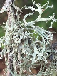 Attēlu rezultāti vaicājumam “Ramalina pollinaria”