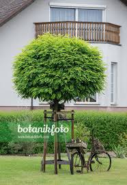 Attēlu rezultāti vaicājumam “Robinia pseudoacacia”