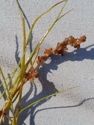 Attēlu rezultāti vaicājumam “Stuckenia filiformis flower”