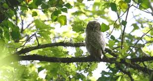 Attēlu rezultāti vaicājumam “Strix aluco juvenile”