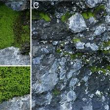 Attēlu rezultāti vaicājumam “Didymodon rigidulus sporophyte”