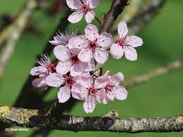Attēlu rezultāti vaicājumam “Prunus cerasifera”