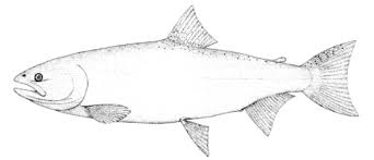 Image result for Oncorhynchus tshawytscha